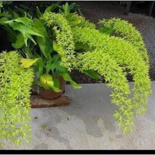 Hoa lan vũ nữ hoàng hậu hoa tết