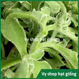 Hạt giống rau bông tuyết - rau kim cương (đá pha lê) gói 300 hạt