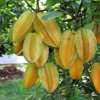 Cây giống khế ngọt(1caay)