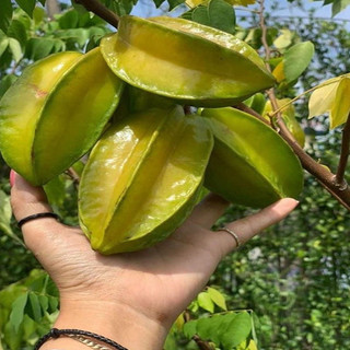 Cây giống khế ngọt(1caay)