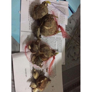 Củ hoa Thủy  Tiên nướcHOA TẾT (1 củ )