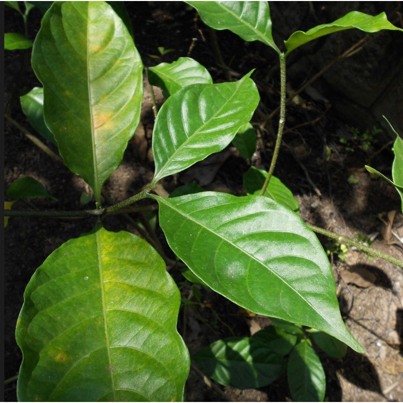 Máy anhe Vintage Coolpix S4150