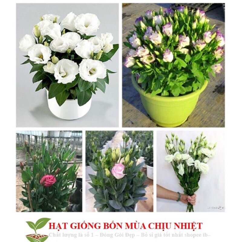 Hạt giống Hoa Hải quỳ(1 gói 200 hạt)