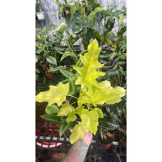Chậu cây Trầu bà thanh xuân vàng - Philodendron Selloum Gold