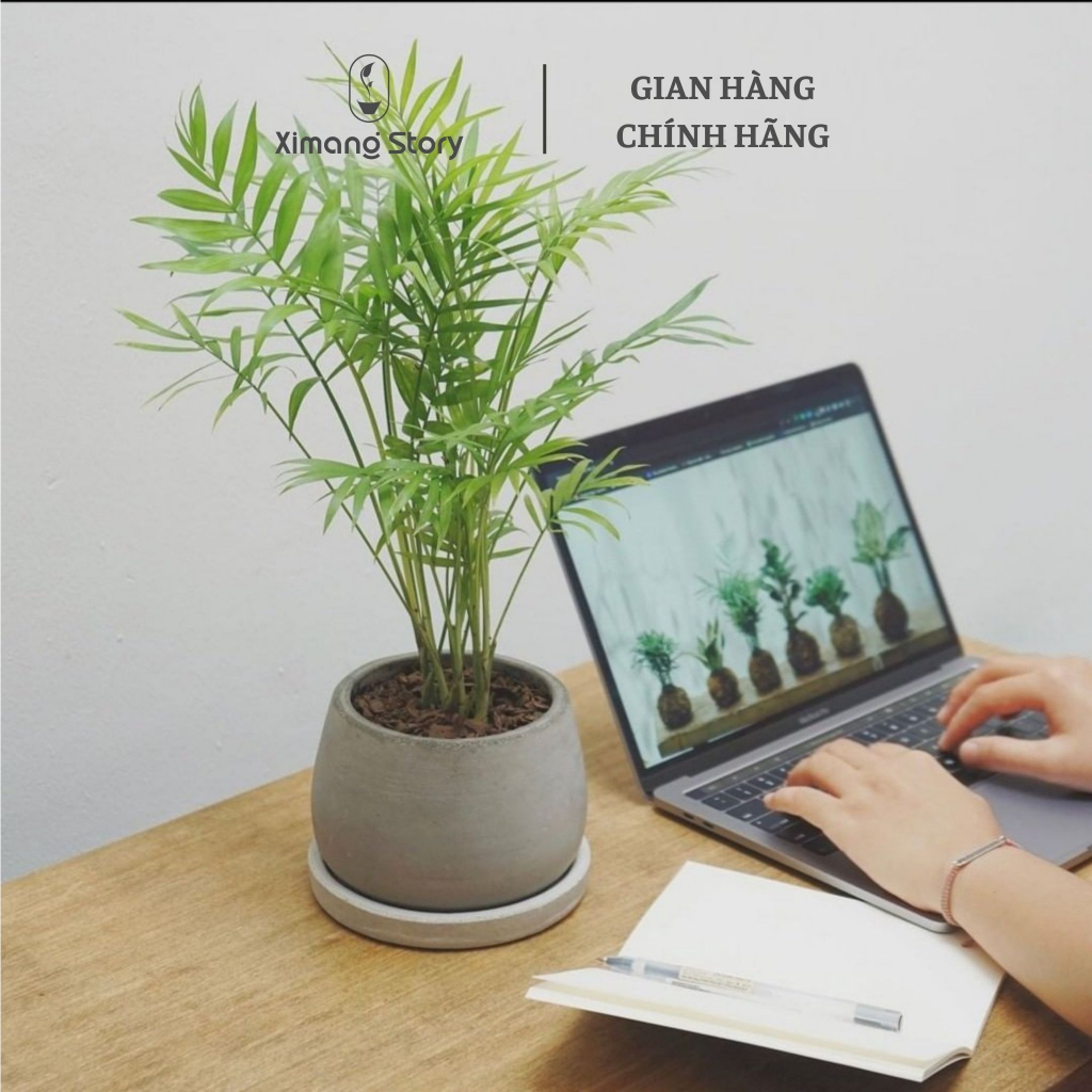 Chậu Xi Măng Dáng Bầu