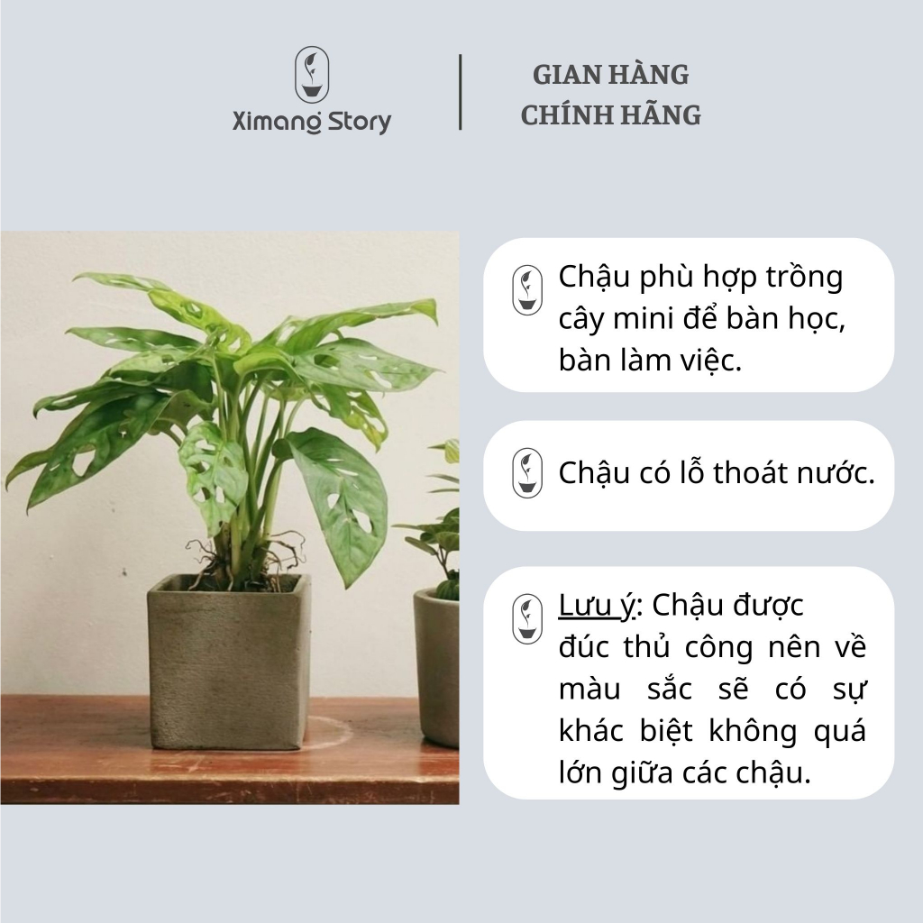 Chậu Xi Măng Dáng Vuông