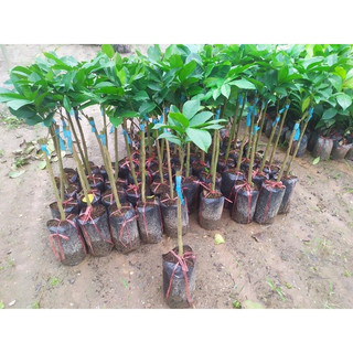 Cây giống bòn bon (1bầu cây)