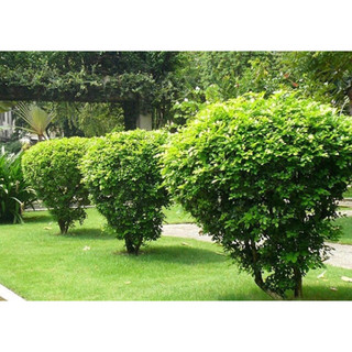 Giống cây ngâu hoa vàng -mua 5 cây tặng 1 cây