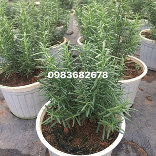 Bầu cây giống hương thảo