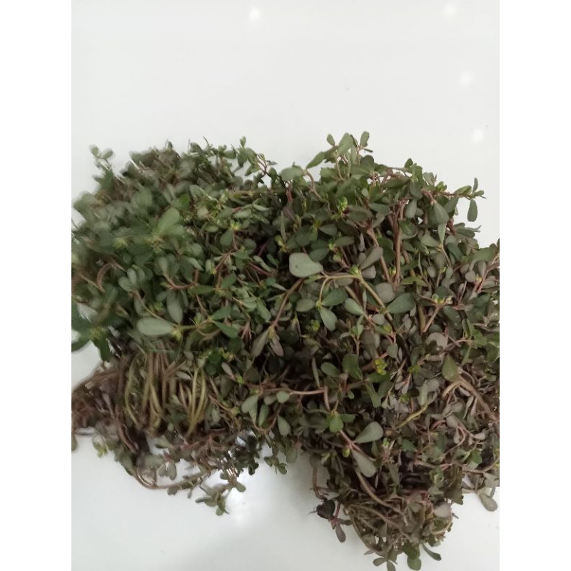 Rau Sam tươi 1kg  - Thảo Dược Ngọc Ánh