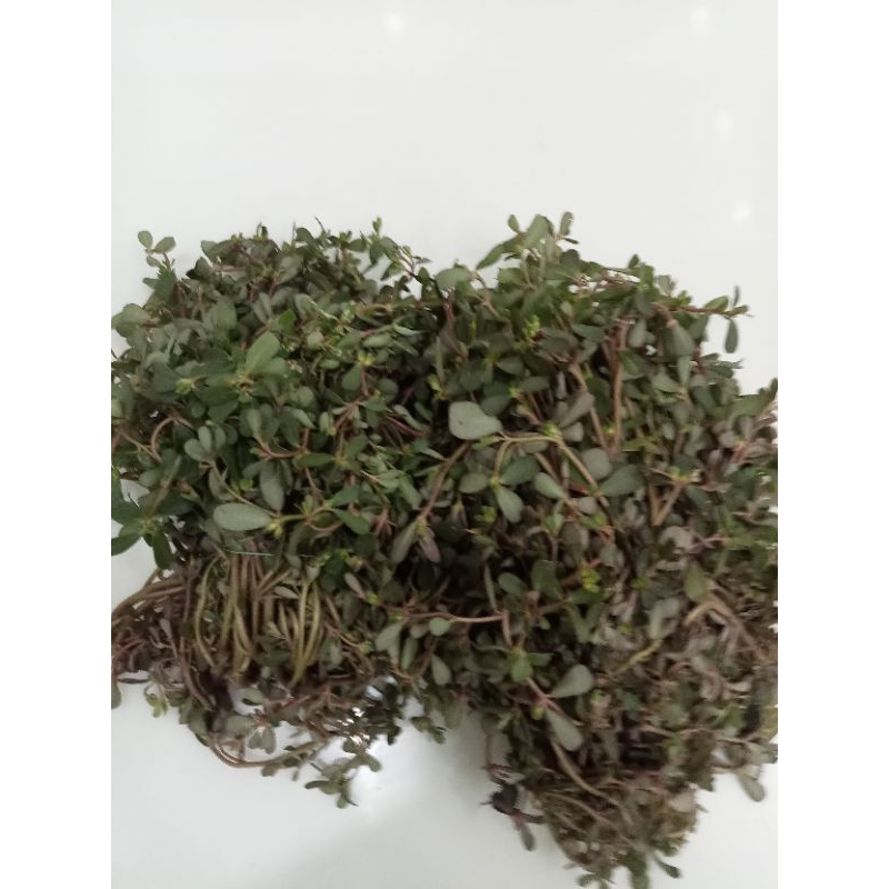 Rau Sam tươi 1kg  - Thảo Dược Ngọc Ánh