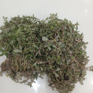 Rau Sam tươi 1kg