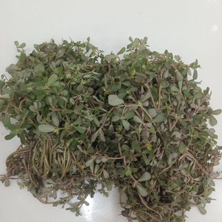 Rau Sam tươi 1kg