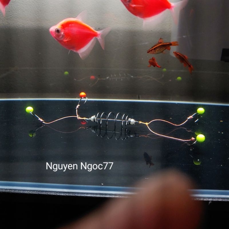 Lưỡi Lăng Xê Độ Hạt Bolie, Lancer Độ Hạt Bolie, Boli.