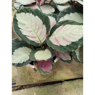 Cây đuôi công Calathea Rosy Thai