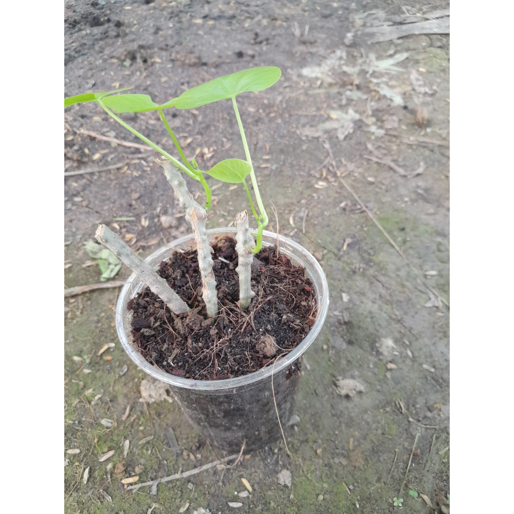 Cây Thần Thông giống