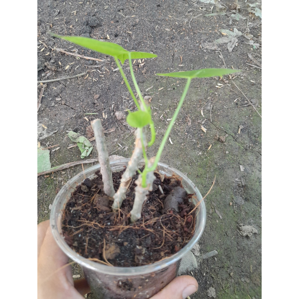 Cây Thần Thông giống