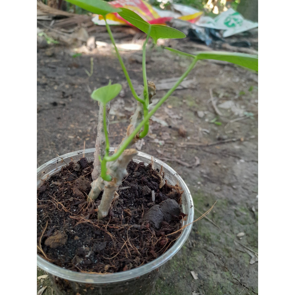 Cây Thần Thông giống