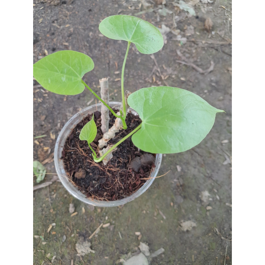 Cây Thần Thông giống