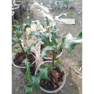 Cây Ô Rô giống, dùng làm dược liệu