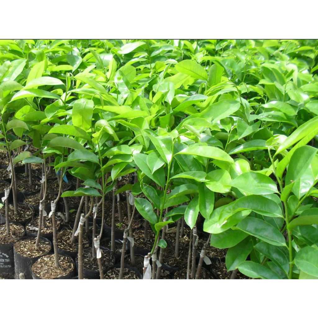 Cây giống mãng cầu xiêm thái lan, cây có bảo hành