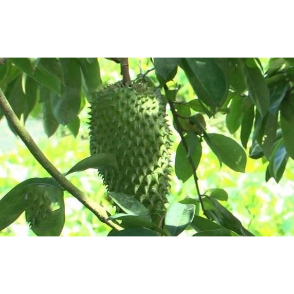 Cây giống mãng cầu xiêm thái lan, cây có bảo hành