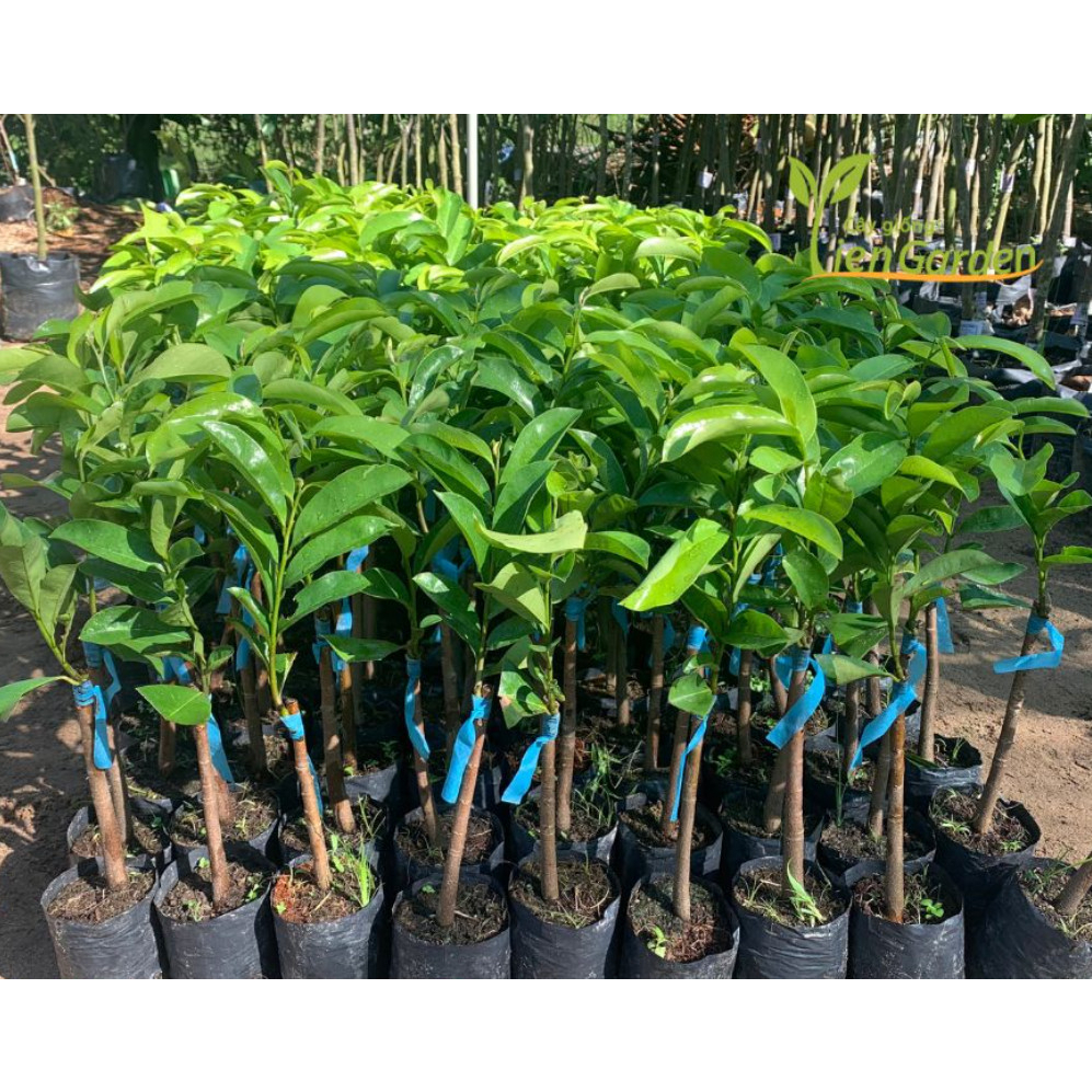Cây giống mãng cầu xiêm thái lan, cây có bảo hành