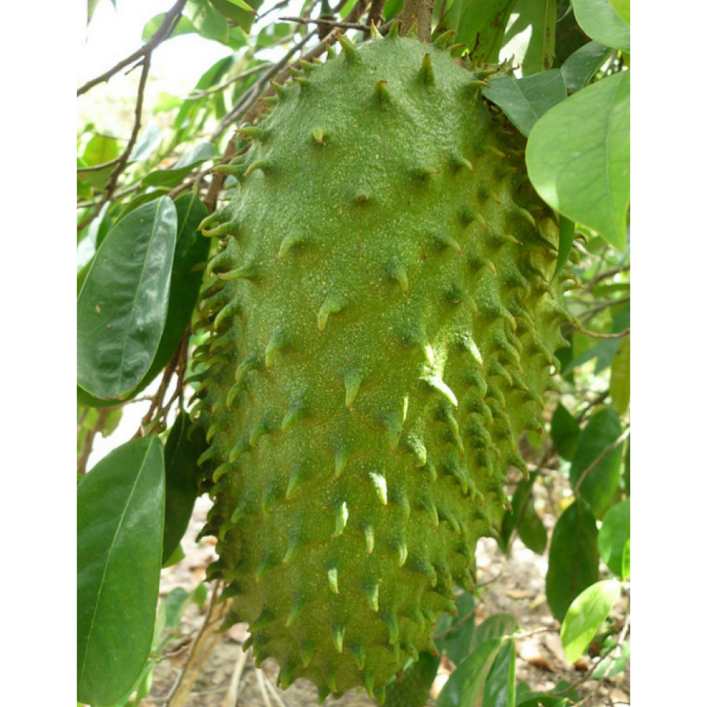 Cây giống mãng cầu xiêm thái lan, cây có bảo hành