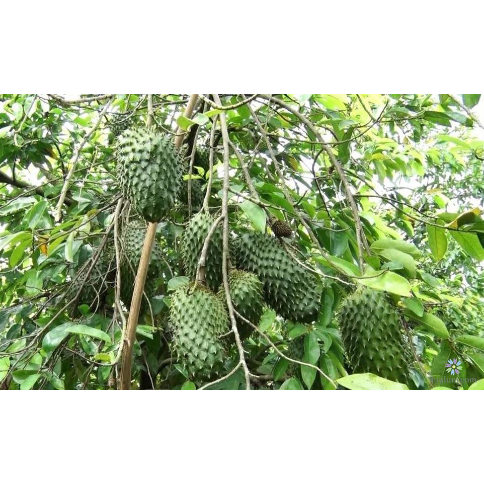 Cây giống mãng cầu xiêm thái lan, cây có bảo hành