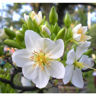 Cây giống hoa bạch mai, cây mai trắng, (CÂY GIỐNG BAN MÊ XANH)