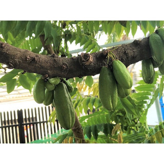 Cây giống cây khế tàu