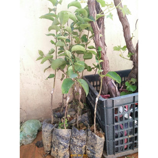 Cây giống lê vàng (CÂY GIỐNG BAN MÊ XANH)