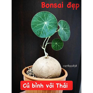 Củ bình vôi Thái,Cây bonsai đẹp