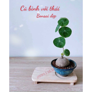 Củ bình vôi Thái,Cây bonsai đẹp