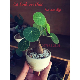 Củ bình vôi Thái,Cây bonsai đẹp