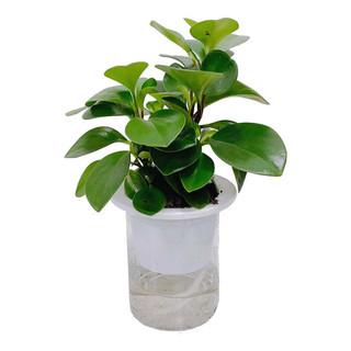 Cây trường sinh trồng bình thủy sinh Cao 20cm trang trí bàn làm việc