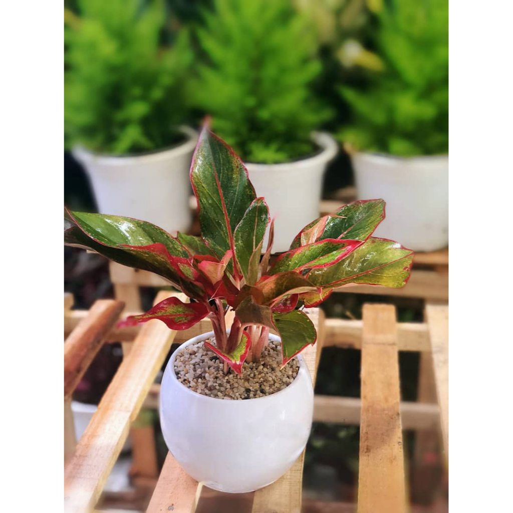 Cây phú quý trồng chậu sứ Cao 30cm trang trí bàn làm việc văn phòng