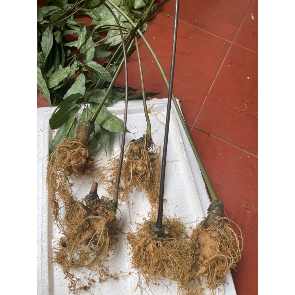 Sâm Ngọc Linh Kontum vùi rừng 10 củ /1kg bao kiểm định