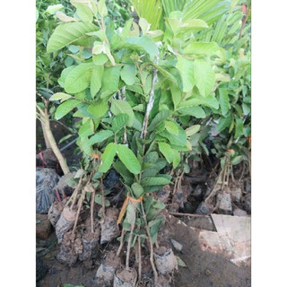 Cây giống ổi găng (1cay)