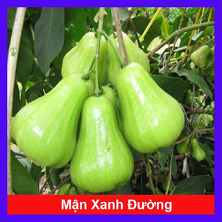 Cây giống mận xanh đường