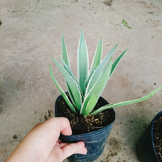 Cây dứa AGao(1cay)