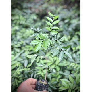 Cây giống móc mật(1cay)