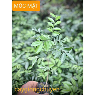 Cây giống móc mật(1cay)