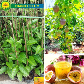 Cây giống chanh leo tím