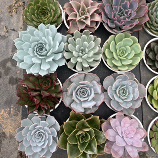  combo 5 cây sen đá khác nhau lựa ngẫu nhiên size trung bình 6-8cm cây cảnh trang trí nhà cửa THUANPHAT GARDEN 