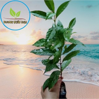 Cây giống sắn thuyền dùng ăn gỏi và đắp vết thương