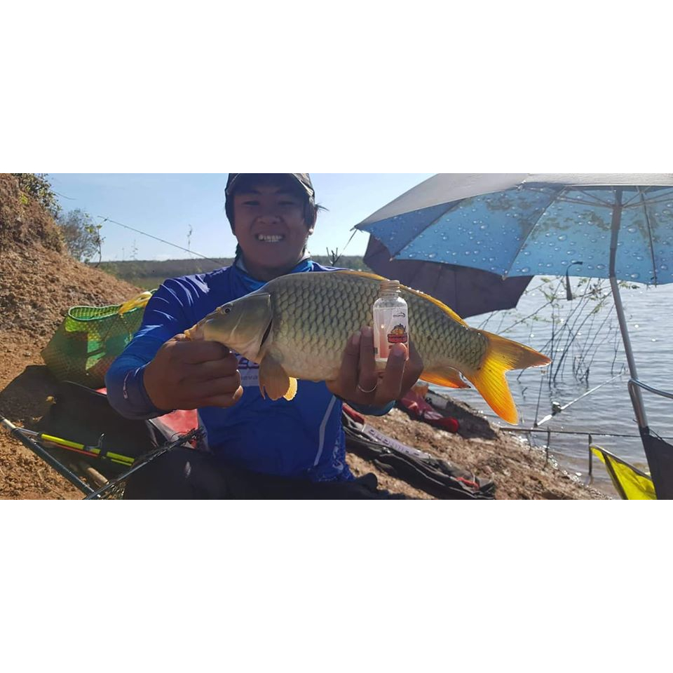 Gia vị câu cá - Tinh mùi câu cá Hương Dâu Hirushima - Seikefishing phân phối