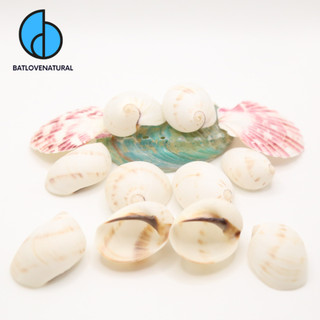 Combo vỏ ốc Giấm Trắng - Vỏ ốc trang trí nhiều kích thước nhỏ vừa lớn - Vỏ ốc đẹp
