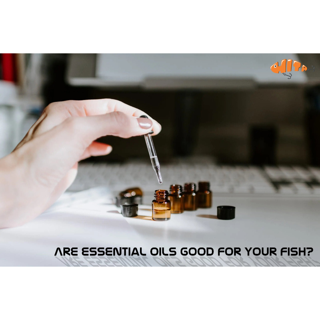 Gia vị câu cá - Tinh mùi Hương Khoai môn - Seikefishing