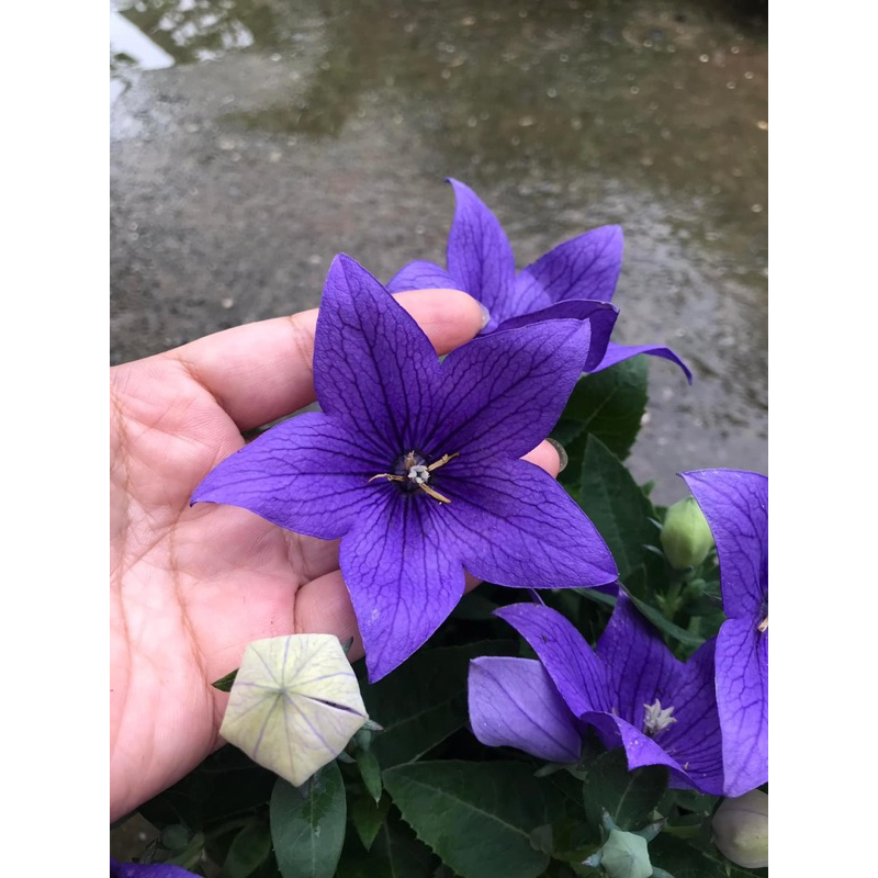 Cây hoa cát cánh / Balloon flower